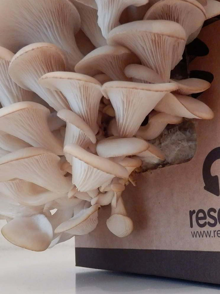 Mushroom Grow Kit - Oyster